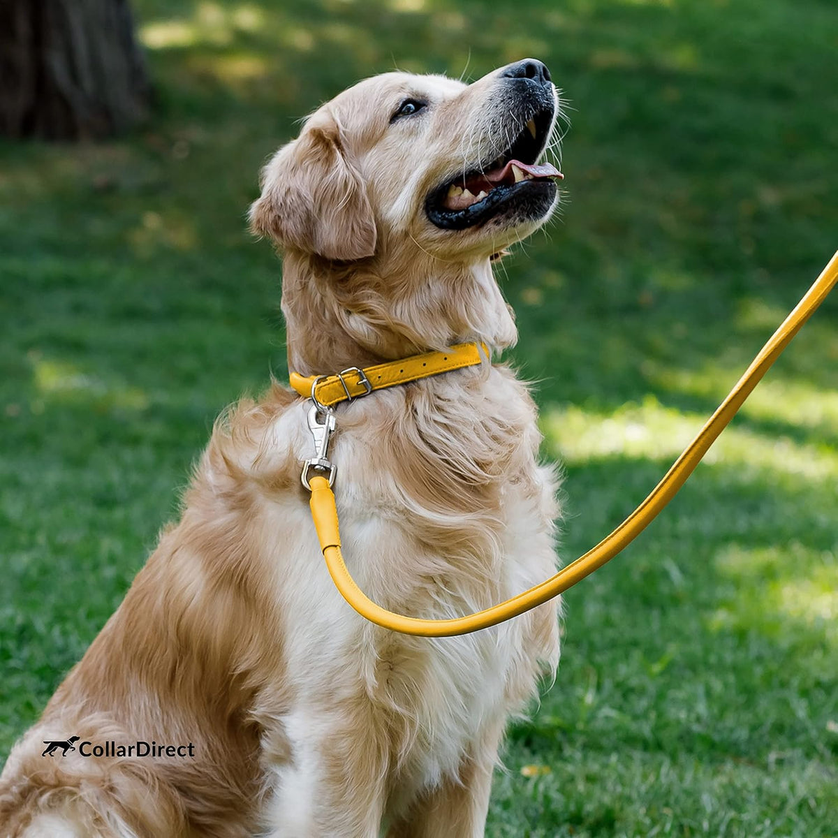 Tangle-Free Rolled Leather Dog Collar, 6-7 In, Yellow Textured