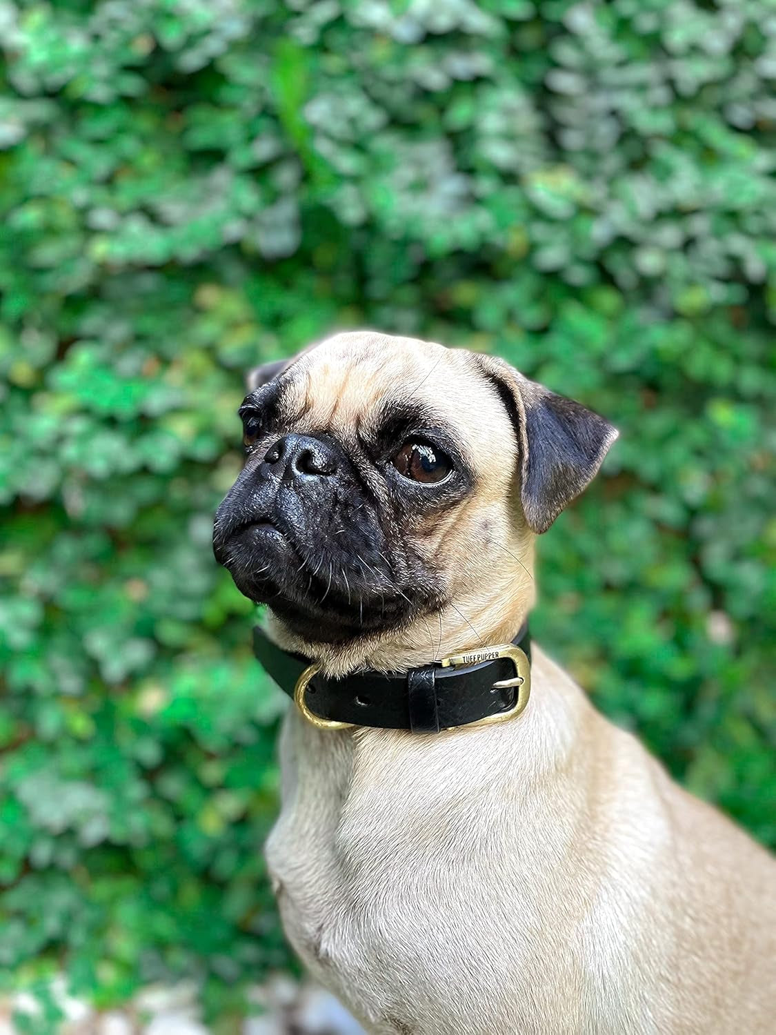 Heavy Duty Waterproof Dog Collar for Small, Medium & Large Dogs