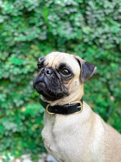 Heavy Duty Waterproof Dog Collar for Small, Medium & Large Dogs