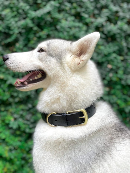 Heavy Duty Waterproof Dog Collar for Small, Medium & Large Dogs