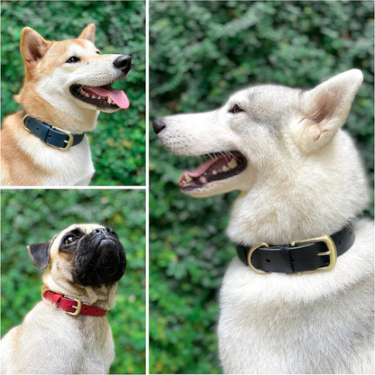 Heavy Duty Waterproof Dog Collar for Small, Medium & Large Dogs