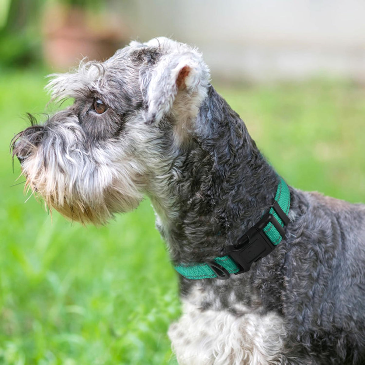 Reflective Dog Collar, Adjustable Neoprene Padded, Teal M