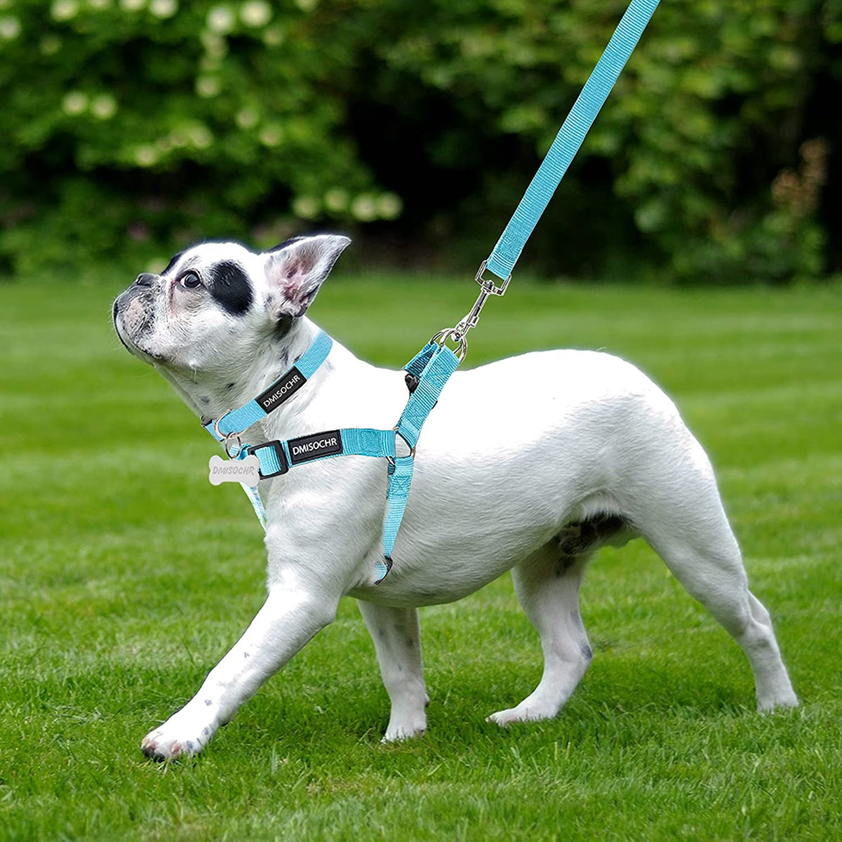 Dog Harness and Leash Set with Collar - Step in No Pull Dog Harness