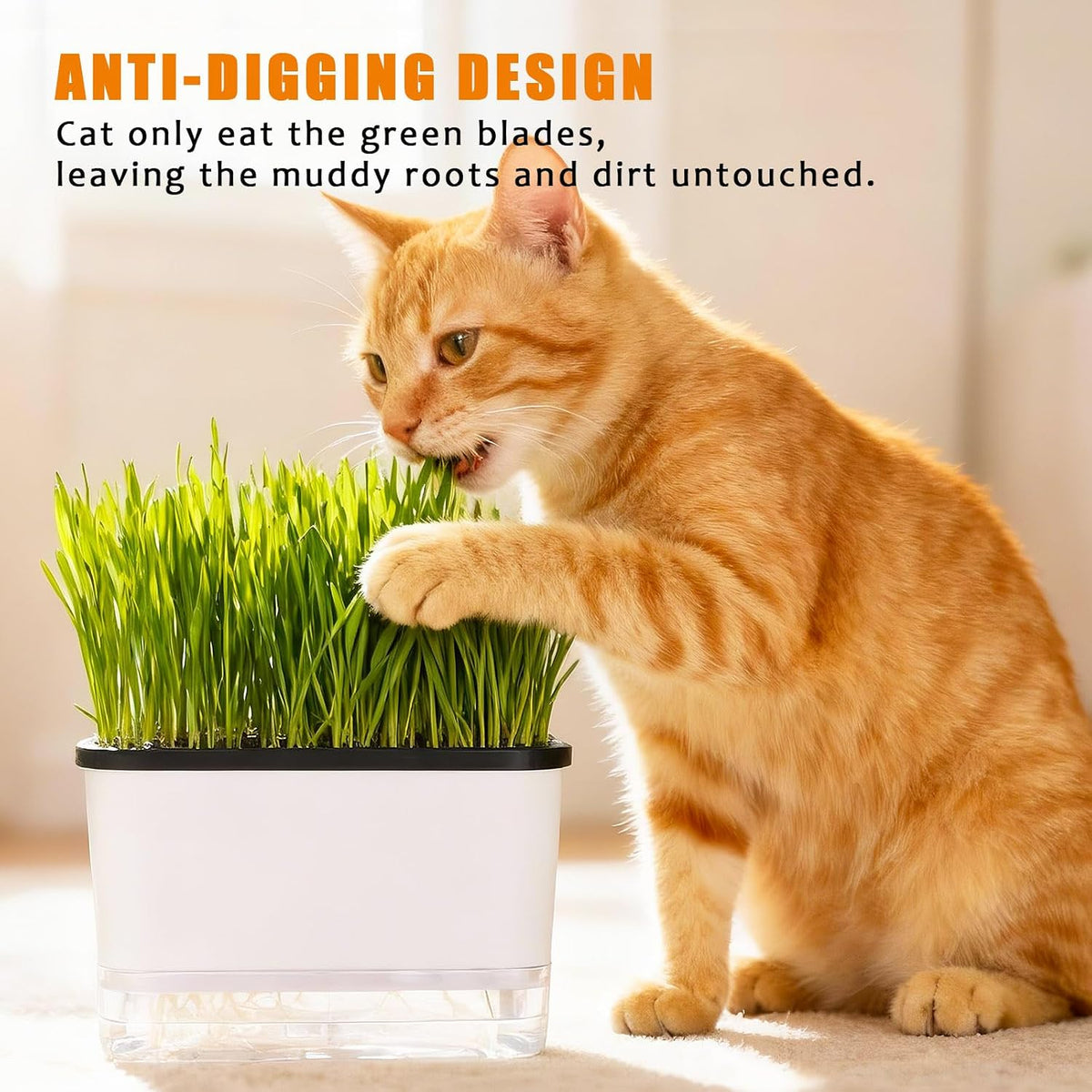 Self-Watering Cat Grass Planter (No Seeds Included) for Indoor Cats
