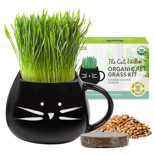 Organic Cat Grass Kit with Black Cat Ceramic Planter, Easy Indoor Planting Gift Set