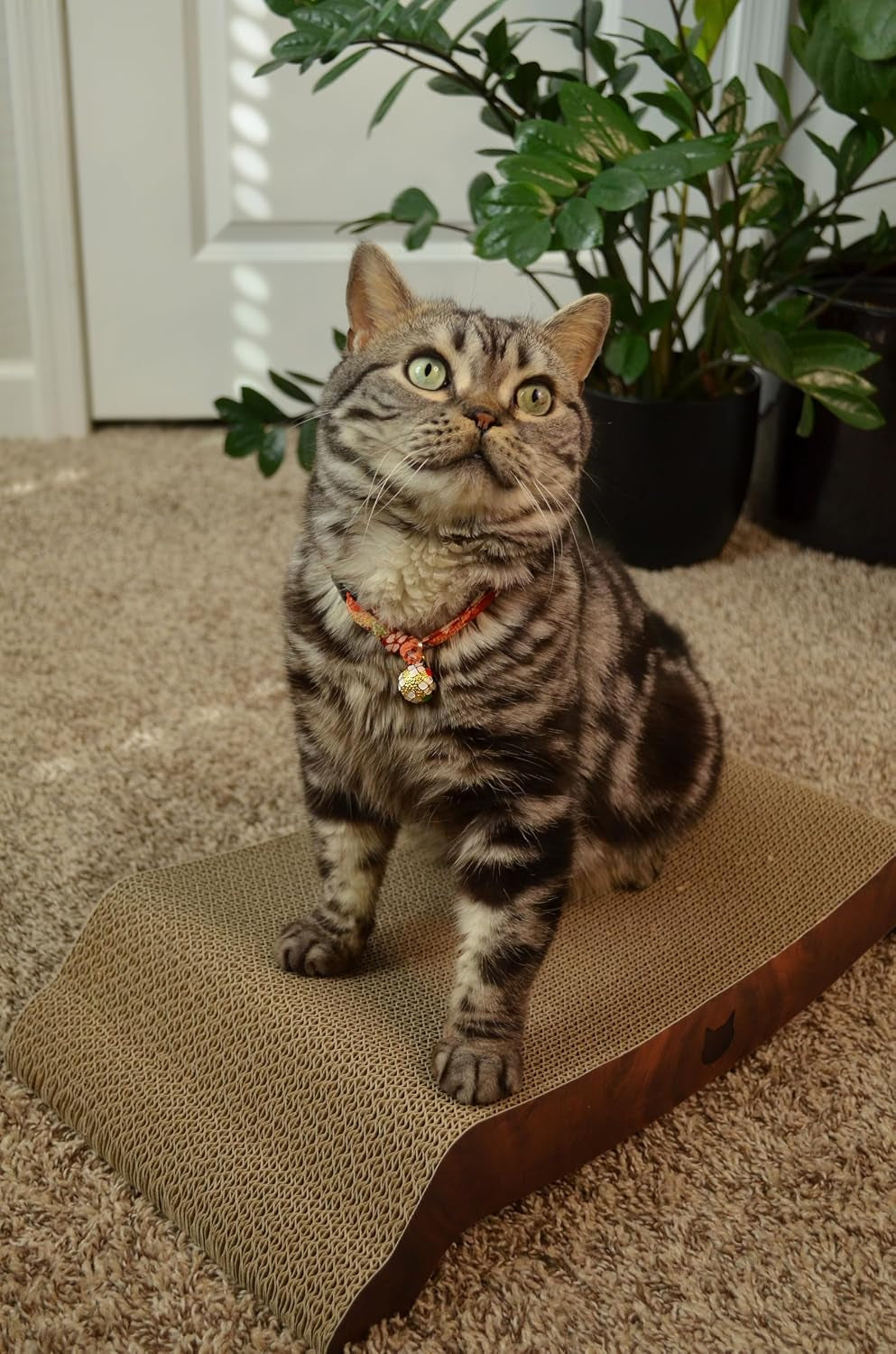 Necoichi Cardboard Cat Scratcher Bed for Indoor Cats - Cat Scratching Board, Horizontal Cat Scratch Pad Lounger with Reversible Usability and Extra Comfort for Lounge, Curved (22" Large, Dark Cherry)