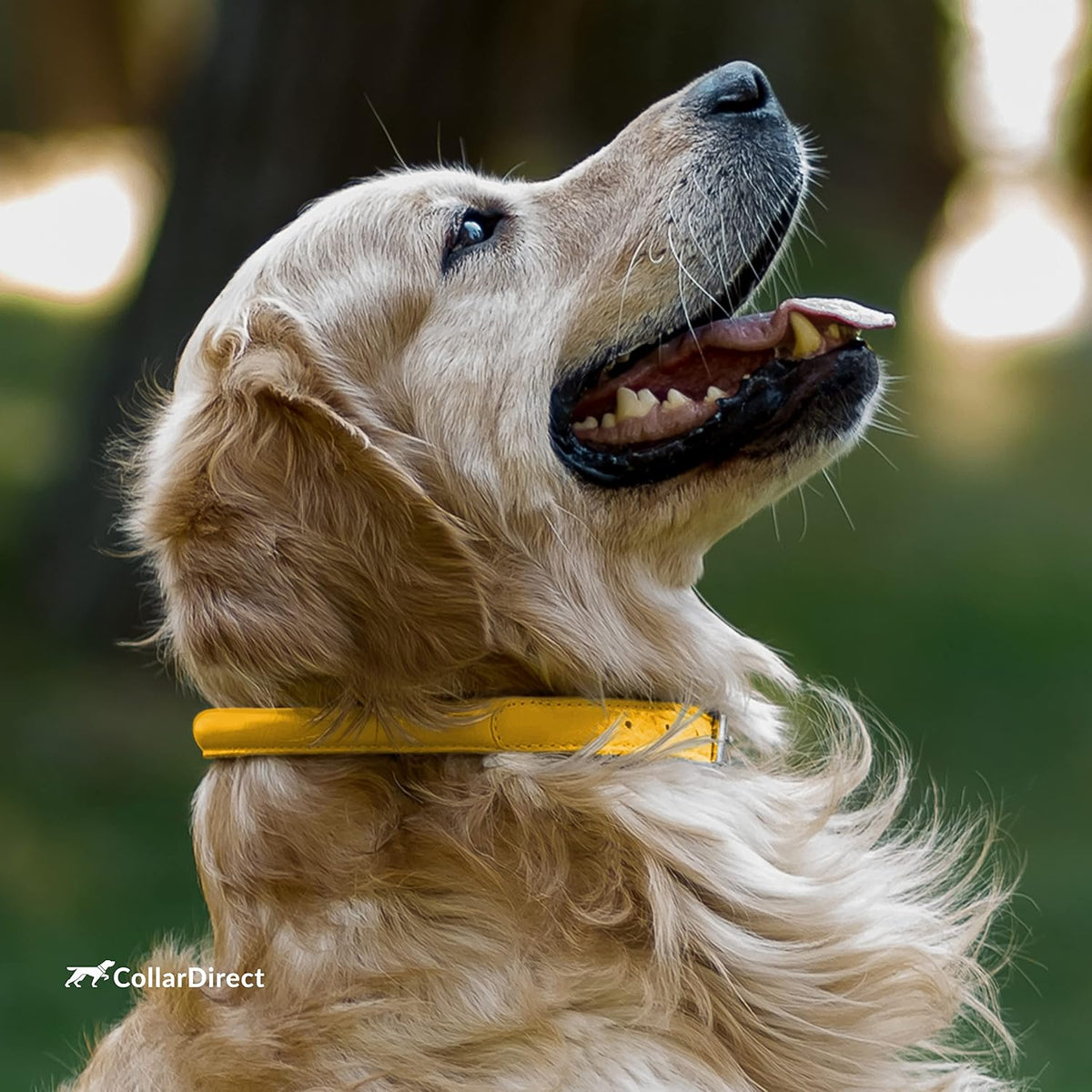 Tangle-Free Rolled Leather Dog Collar, 6-7 In, Yellow Textured